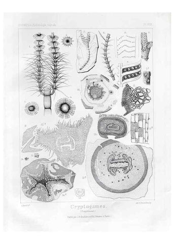 Reproducción/Reproduction 7361948864: Traité de paléontologie végétale, ou, La flore du monde primitif dans ses rapports avec les formations géologiques et la flore du monde actuel /. Paris :J.B. Baillière et fils,1869-1874.