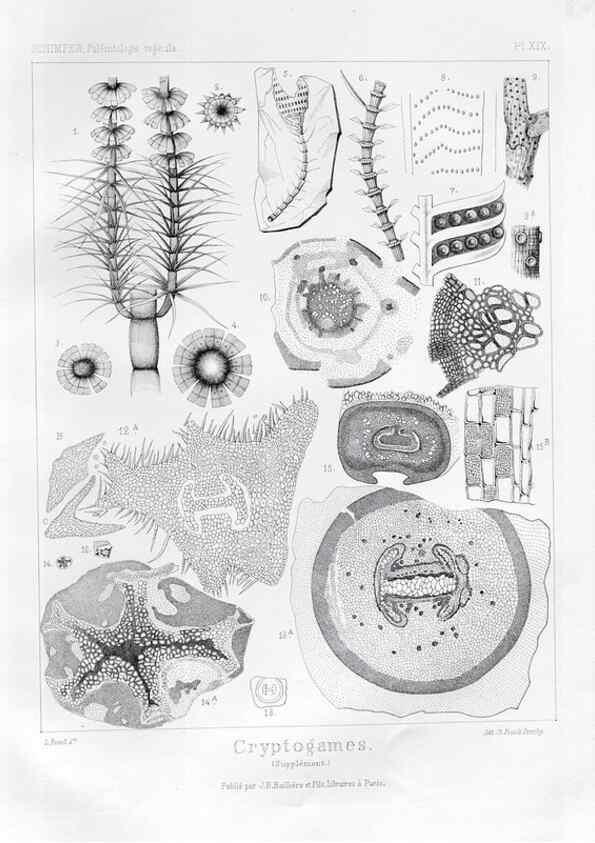 Reproducción/Reproduction 7361948864: Traité de paléontologie végétale, ou, La flore du monde primitif dans ses rapports avec les formations géologiques et la flore du monde actuel /. Paris :J.B. Baillière et fils,1869-1874.
