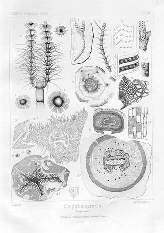 Reproducción/Reproduction 7361948864: Traité de paléontologie végétale, ou, La flore du monde primitif dans ses rapports avec les formations géologiques et la flore du monde actuel /. Paris :J.B. Baillière et fils,1869-1874.