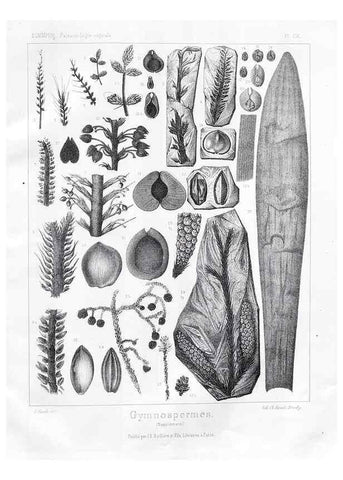 Reproducción/Reproduction 7361951126: Traité de paléontologie végétale, ou, La flore du monde primitif dans ses rapports avec les formations géologiques et la flore du monde actuel /. Paris :J.B. Baillière et fils,1869-1874.