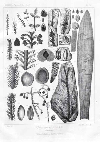 Reproducción/Reproduction 7361951126: Traité de paléontologie végétale, ou, La flore du monde primitif dans ses rapports avec les formations géologiques et la flore du monde actuel /. Paris :J.B. Baillière et fils,1869-1874.