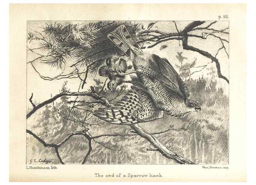 Reproducción/Reproduction 7176870827: Nature and woodcraft /. London :W. Smith and Innes,1890.