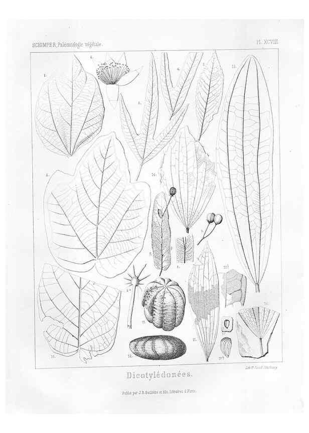 Reproducción/Reproduction 7176709421: Traité de paléontologie végétale, ou, La flore du monde primitif dans ses rapports avec les formations géologiques et la flore du monde actuel /. Paris :J.B. Baillière et fils,1869-1874.