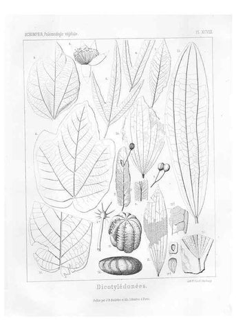 Reproducción/Reproduction 7176709421: Traité de paléontologie végétale, ou, La flore du monde primitif dans ses rapports avec les formations géologiques et la flore du monde actuel /. Paris :J.B. Baillière et fils,1869-1874.