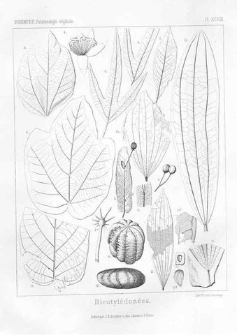 Reproducción/Reproduction 7176709421: Traité de paléontologie végétale, ou, La flore du monde primitif dans ses rapports avec les formations géologiques et la flore du monde actuel /. Paris :J.B. Baillière et fils,1869-1874.