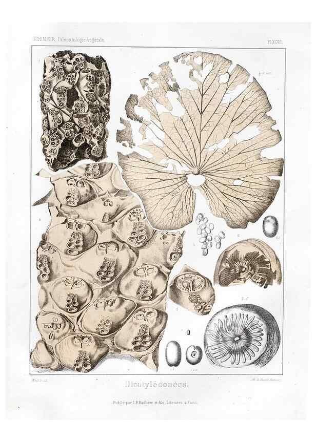 Reproducción/Reproduction 7176707373: Traité de paléontologie végétale, ou, La flore du monde primitif dans ses rapports avec les formations géologiques et la flore du monde actuel /. Paris :J.B. Baillière et fils,1869-1874.