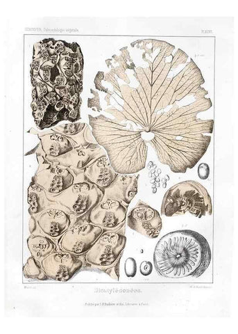 Reproducción/Reproduction 7176707373: Traité de paléontologie végétale, ou, La flore du monde primitif dans ses rapports avec les formations géologiques et la flore du monde actuel /. Paris :J.B. Baillière et fils,1869-1874.