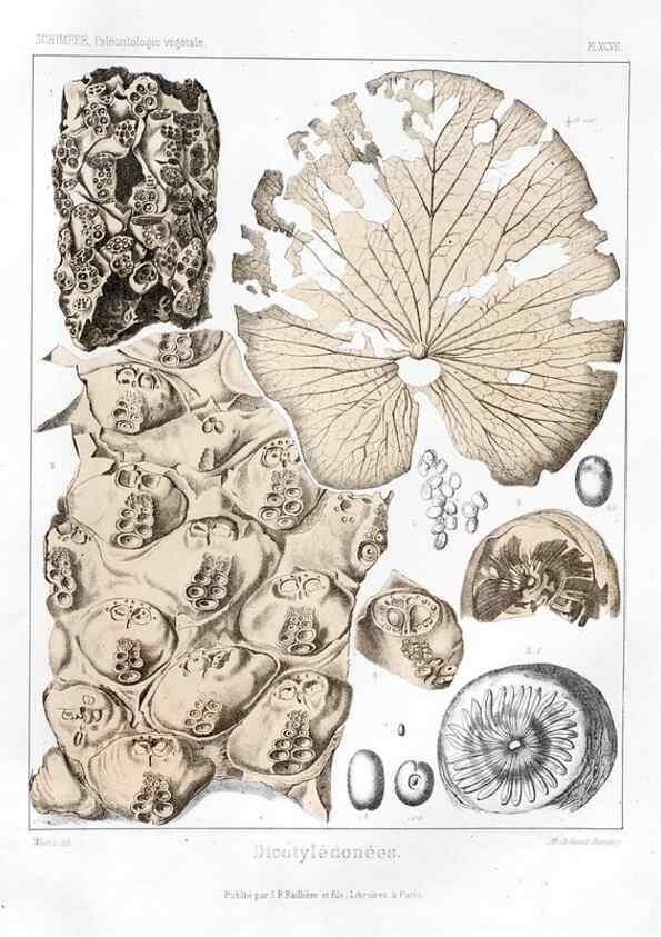 Reproducción/Reproduction 7176707373: Traité de paléontologie végétale, ou, La flore du monde primitif dans ses rapports avec les formations géologiques et la flore du monde actuel /. Paris :J.B. Baillière et fils,1869-1874.