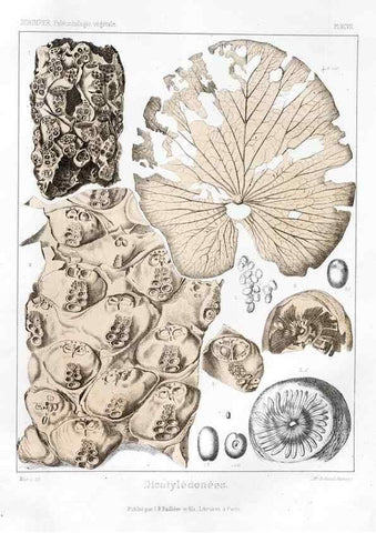 Reproducción/Reproduction 7176707373: Traité de paléontologie végétale, ou, La flore du monde primitif dans ses rapports avec les formations géologiques et la flore du monde actuel /. Paris :J.B. Baillière et fils,1869-1874.