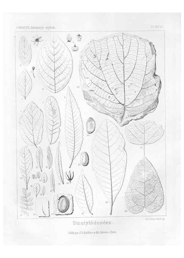 Reproducción/Reproduction 7176706199: Traité de paléontologie végétale, ou, La flore du monde primitif dans ses rapports avec les formations géologiques et la flore du monde actuel /. Paris :J.B. Baillière et fils,1869-1874.