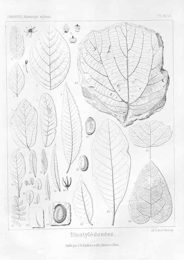 Reproducción/Reproduction 7176706199: Traité de paléontologie végétale, ou, La flore du monde primitif dans ses rapports avec les formations géologiques et la flore du monde actuel /. Paris :J.B. Baillière et fils,1869-1874.