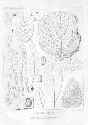 Reproducción/Reproduction 7176706199: Traité de paléontologie végétale, ou, La flore du monde primitif dans ses rapports avec les formations géologiques et la flore du monde actuel /. Paris :J.B. Baillière et fils,1869-1874.