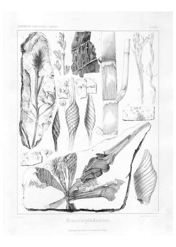 Reproducción/Reproduction 7176684971: Traité de paléontologie végétale, ou, La flore du monde primitif dans ses rapports avec les formations géologiques et la flore du monde actuel /. Paris :J.B. Baillière et fils,1869-1874.