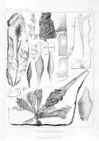 Reproducción/Reproduction 7176684971: Traité de paléontologie végétale, ou, La flore du monde primitif dans ses rapports avec les formations géologiques et la flore du monde actuel /. Paris :J.B. Baillière et fils,1869-1874.