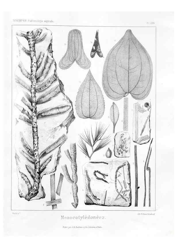 Reproducción/Reproduction 7176686573: Traité de paléontologie végétale, ou, La flore du monde primitif dans ses rapports avec les formations géologiques et la flore du monde actuel /. Paris :J.B. Baillière et fils,1869-1874.