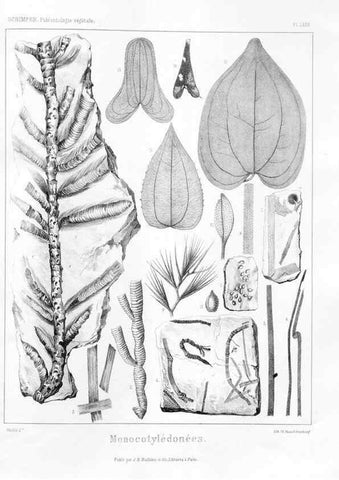 Reproducción/Reproduction 7176686573: Traité de paléontologie végétale, ou, La flore du monde primitif dans ses rapports avec les formations géologiques et la flore du monde actuel /. Paris :J.B. Baillière et fils,1869-1874.