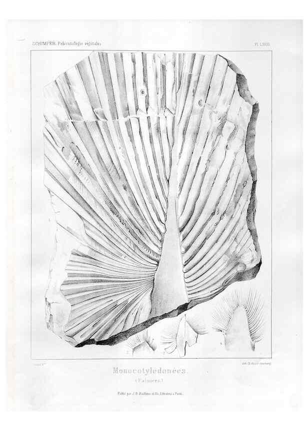 Reproducción/Reproduction 7176687825: Traité de paléontologie végétale, ou, La flore du monde primitif dans ses rapports avec les formations géologiques et la flore du monde actuel /. Paris :J.B. Baillière et fils,1869-1874.