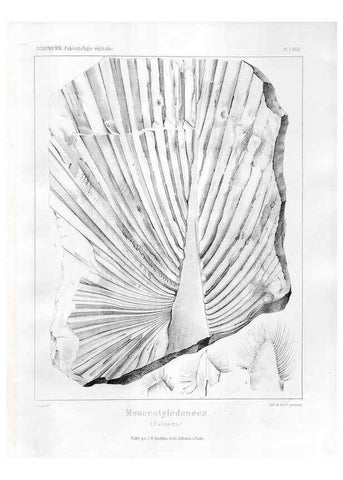 Reproducción/Reproduction 7176687825: Traité de paléontologie végétale, ou, La flore du monde primitif dans ses rapports avec les formations géologiques et la flore du monde actuel /. Paris :J.B. Baillière et fils,1869-1874.