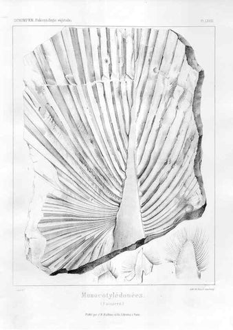 Reproducción/Reproduction 7176687825: Traité de paléontologie végétale, ou, La flore du monde primitif dans ses rapports avec les formations géologiques et la flore du monde actuel /. Paris :J.B. Baillière et fils,1869-1874.