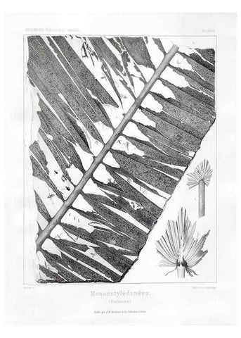 Reproducción/Reproduction 7361912770: Traité de paléontologie végétale, ou, La flore du monde primitif dans ses rapports avec les formations géologiques et la flore du monde actuel /. Paris :J.B. Baillière et fils,1869-1874.