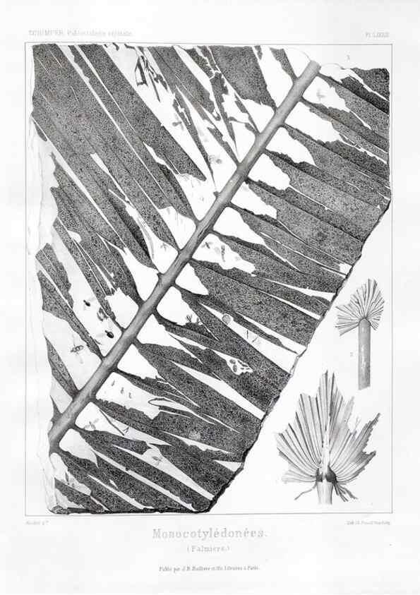 Reproducción/Reproduction 7361912770: Traité de paléontologie végétale, ou, La flore du monde primitif dans ses rapports avec les formations géologiques et la flore du monde actuel /. Paris :J.B. Baillière et fils,1869-1874.