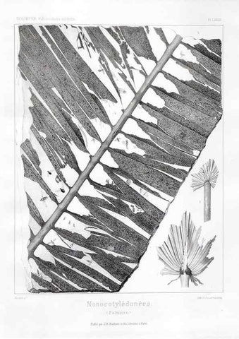 Reproducción/Reproduction 7361912770: Traité de paléontologie végétale, ou, La flore du monde primitif dans ses rapports avec les formations géologiques et la flore du monde actuel /. Paris :J.B. Baillière et fils,1869-1874.