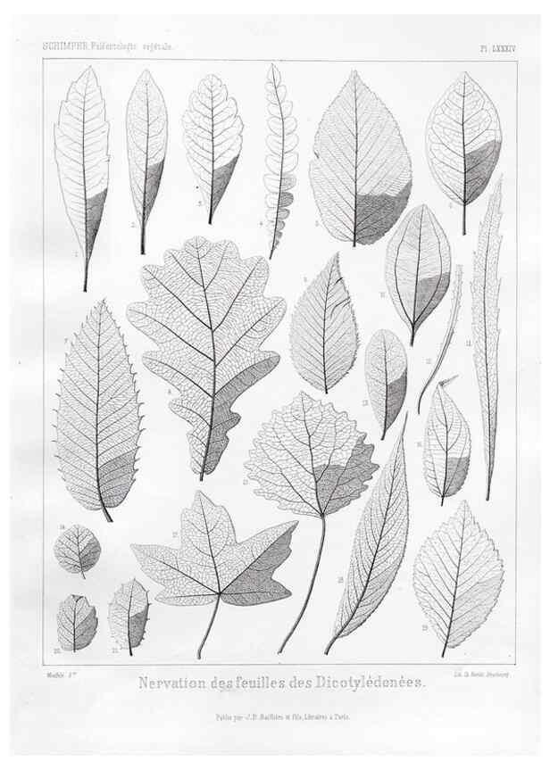 Reproducción/Reproduction 7176690367: Traité de paléontologie végétale, ou, La flore du monde primitif dans ses rapports avec les formations géologiques et la flore du monde actuel /. Paris :J.B. Baillière et fils,1869-1874.