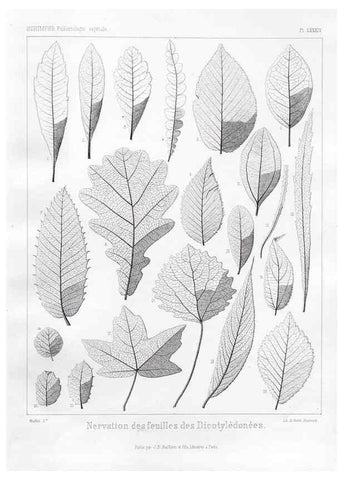 Reproducción/Reproduction 7176690367: Traité de paléontologie végétale, ou, La flore du monde primitif dans ses rapports avec les formations géologiques et la flore du monde actuel /. Paris :J.B. Baillière et fils,1869-1874.