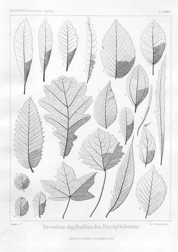 Reproducción/Reproduction 7176690367: Traité de paléontologie végétale, ou, La flore du monde primitif dans ses rapports avec les formations géologiques et la flore du monde actuel /. Paris :J.B. Baillière et fils,1869-1874.