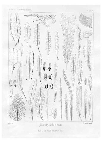 Reproducción/Reproduction 7361915056: Traité de paléontologie végétale, ou, La flore du monde primitif dans ses rapports avec les formations géologiques et la flore du monde actuel /. Paris :J.B. Baillière et fils,1869-1874.
