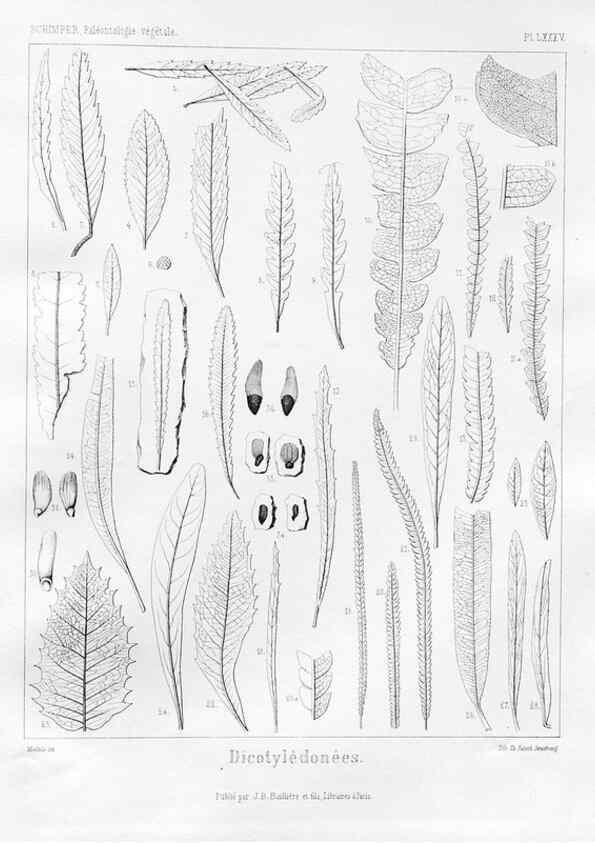 Reproducción/Reproduction 7361915056: Traité de paléontologie végétale, ou, La flore du monde primitif dans ses rapports avec les formations géologiques et la flore du monde actuel /. Paris :J.B. Baillière et fils,1869-1874.