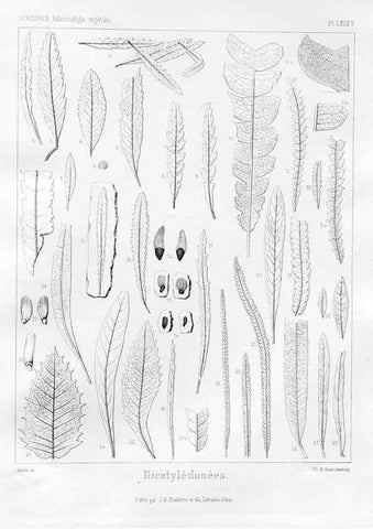 Reproducción/Reproduction 7361915056: Traité de paléontologie végétale, ou, La flore du monde primitif dans ses rapports avec les formations géologiques et la flore du monde actuel /. Paris :J.B. Baillière et fils,1869-1874.