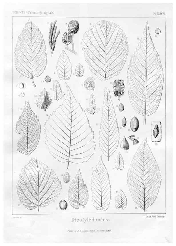 Reproducción/Reproduction 7176692843: Traité de paléontologie végétale, ou, La flore du monde primitif dans ses rapports avec les formations géologiques et la flore du monde actuel /. Paris :J.B. Baillière et fils,1869-1874.