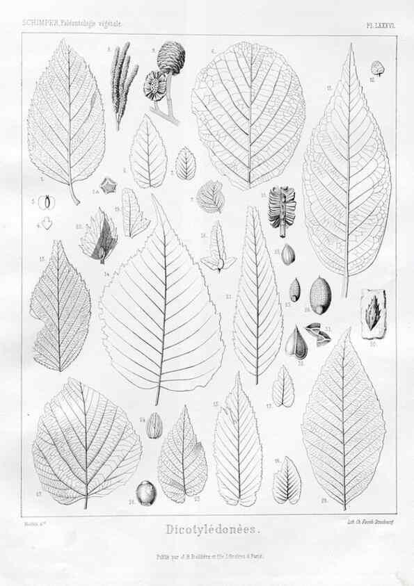 Reproducción/Reproduction 7176692843: Traité de paléontologie végétale, ou, La flore du monde primitif dans ses rapports avec les formations géologiques et la flore du monde actuel /. Paris :J.B. Baillière et fils,1869-1874.