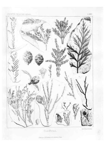 Reproducción/Reproduction 7361906492: Traité de paléontologie végétale, ou, La flore du monde primitif dans ses rapports avec les formations géologiques et la flore du monde actuel /. Paris :J.B. Baillière et fils,1869-1874.
