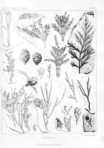 Reproducción/Reproduction 7361906492: Traité de paléontologie végétale, ou, La flore du monde primitif dans ses rapports avec les formations géologiques et la flore du monde actuel /. Paris :J.B. Baillière et fils,1869-1874.
