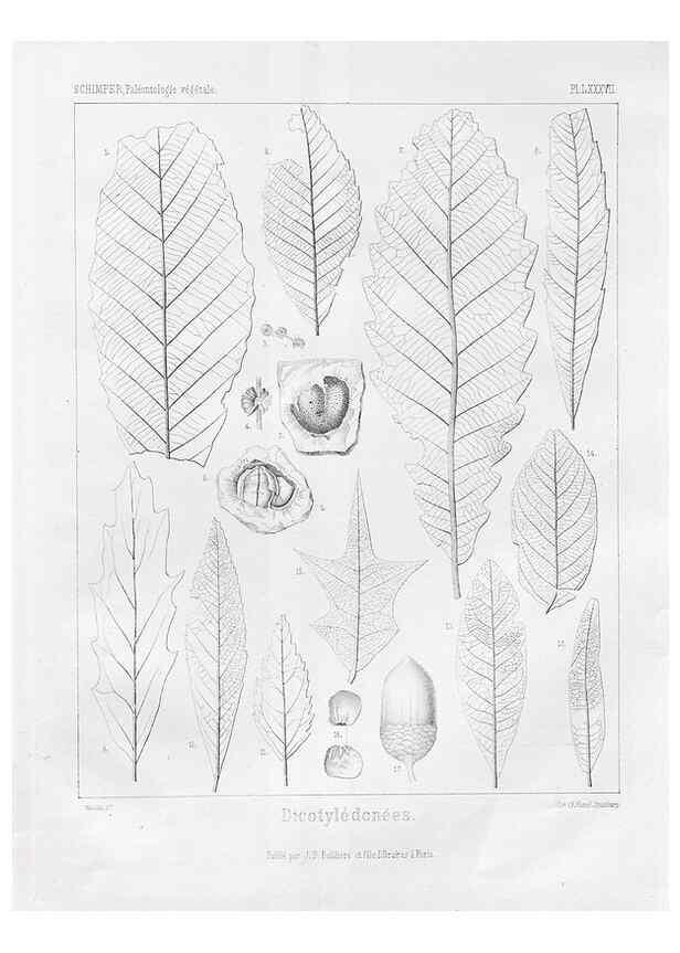 Reproducción/Reproduction 7176693889: Traité de paléontologie végétale, ou, La flore du monde primitif dans ses rapports avec les formations géologiques et la flore du monde actuel /. Paris :J.B. Baillière et fils,1869-1874.