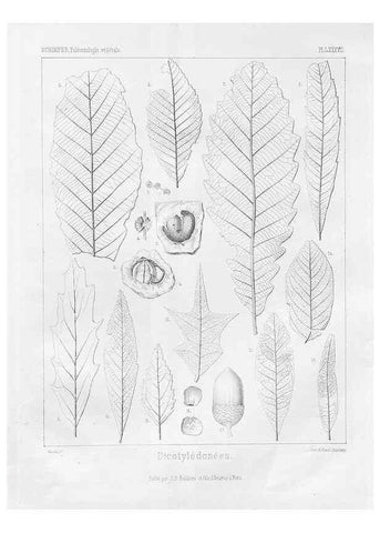 Reproducción/Reproduction 7176693889: Traité de paléontologie végétale, ou, La flore du monde primitif dans ses rapports avec les formations géologiques et la flore du monde actuel /. Paris :J.B. Baillière et fils,1869-1874.