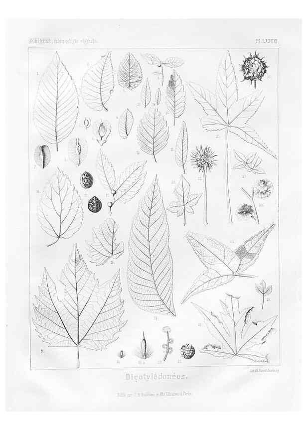 Reproducción/Reproduction 7361920208: Traité de paléontologie végétale, ou, La flore du monde primitif dans ses rapports avec les formations géologiques et la flore du monde actuel /. Paris :J.B. Baillière et fils,1869-1874.