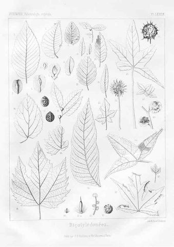 Reproducción/Reproduction 7361920208: Traité de paléontologie végétale, ou, La flore du monde primitif dans ses rapports avec les formations géologiques et la flore du monde actuel /. Paris :J.B. Baillière et fils,1869-1874.
