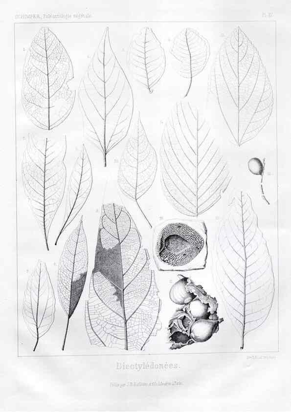 Reproducción/Reproduction 7176698001: Traité de paléontologie végétale, ou, La flore du monde primitif dans ses rapports avec les formations géologiques et la flore du monde actuel /. Paris :J.B. Baillière et fils,1869-1874.