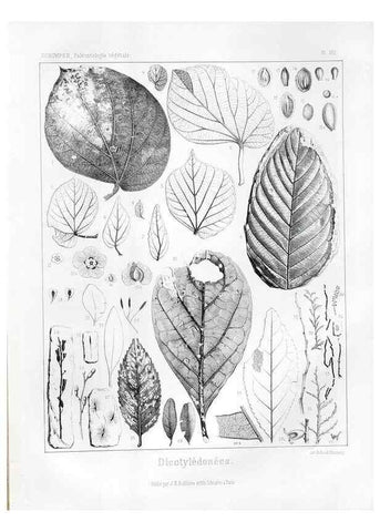 Reproducción/Reproduction 7361922634: Traité de paléontologie végétale, ou, La flore du monde primitif dans ses rapports avec les formations géologiques et la flore du monde actuel /. Paris :J.B. Baillière et fils,1869-1874.