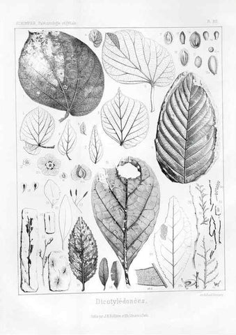 Reproducción/Reproduction 7361922634: Traité de paléontologie végétale, ou, La flore du monde primitif dans ses rapports avec les formations géologiques et la flore du monde actuel /. Paris :J.B. Baillière et fils,1869-1874.