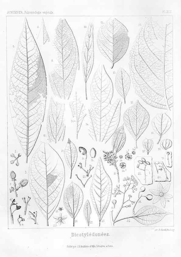 Reproducción/Reproduction 7361924160: Traité de paléontologie végétale, ou, La flore du monde primitif dans ses rapports avec les formations géologiques et la flore du monde actuel /. Paris :J.B. Baillière et fils,1869-1874.