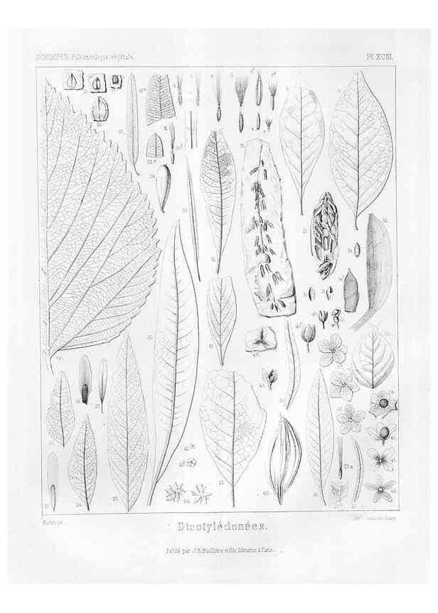 Reproducción/Reproduction 7176702149: Traité de paléontologie végétale, ou, La flore du monde primitif dans ses rapports avec les formations géologiques et la flore du monde actuel /. Paris :J.B. Baillière et fils,1869-1874.