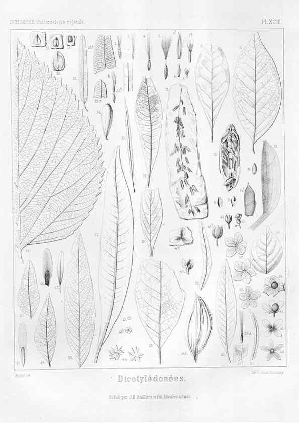 Reproducción/Reproduction 7176702149: Traité de paléontologie végétale, ou, La flore du monde primitif dans ses rapports avec les formations géologiques et la flore du monde actuel /. Paris :J.B. Baillière et fils,1869-1874.