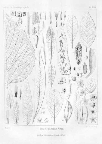 Reproducción/Reproduction 7176702149: Traité de paléontologie végétale, ou, La flore du monde primitif dans ses rapports avec les formations géologiques et la flore du monde actuel /. Paris :J.B. Baillière et fils,1869-1874.