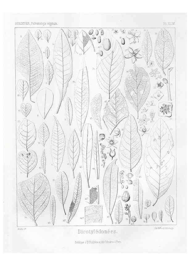 Reproducción/Reproduction 7361926848: Traité de paléontologie végétale, ou, La flore du monde primitif dans ses rapports avec les formations géologiques et la flore du monde actuel /. Paris :J.B. Baillière et fils,1869-1874.