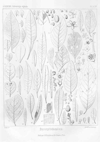 Reproducción/Reproduction 7361926848: Traité de paléontologie végétale, ou, La flore du monde primitif dans ses rapports avec les formations géologiques et la flore du monde actuel /. Paris :J.B. Baillière et fils,1869-1874.