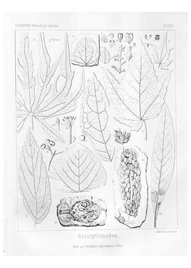Reproducción/Reproduction 7176705067: Traité de paléontologie végétale, ou, La flore du monde primitif dans ses rapports avec les formations géologiques et la flore du monde actuel /. Paris :J.B. Baillière et fils,1869-1874.